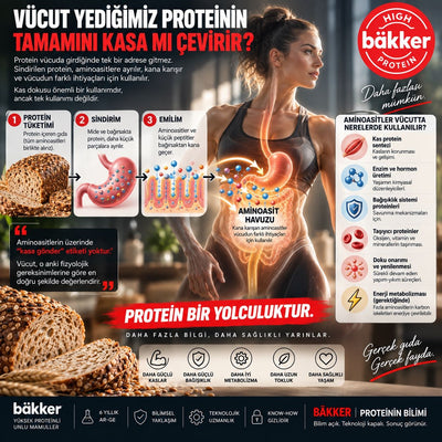 Aminoasit Havuzu ve Proteinin Hücresel Yolculuğu