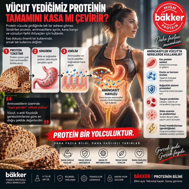 Aminoasit Havuzu ve Proteinin Hücresel Yolculuğu